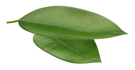 Two fresh green leaves of orange citrus fruit on white