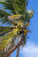 Bunch of coconuts growing on a palm tree against blue sky