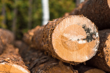 Cut tree trunk closeup. Copy space. Can be used as background