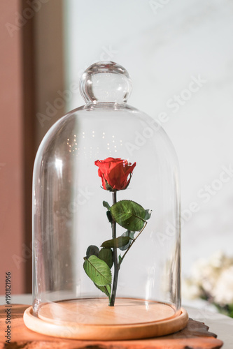 Photographie A enchanted rose in the glass covering.