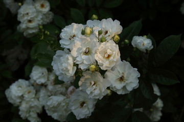 White roses blooming in the garden