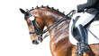 Equestrian sport portrait - dressage head of sorrel horse