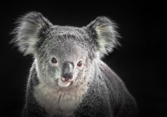 Poster - The face of a koala on a black background.