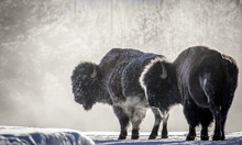 Frosty Bison Steam Breath Yellowstone