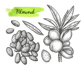 Canvas Print - ink sketch of almond.