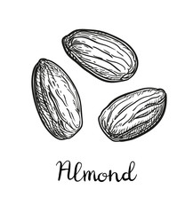 Canvas Print - ink sketch of almond.