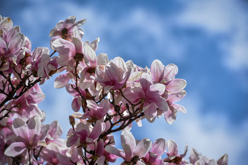 Spring flowers magnolia blossom tree on a bright sunny day