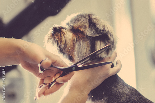 Fotomural Female groomer haircut yorkshire terrier on the table for grooming in the beauty salon for dogs