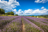 Fototapeta Lawenda - Lavender Field in Provence, France