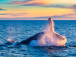 © takepicsforfun - Humpback Whale breaching in deep blue sea at Iceland