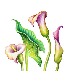 Wall Mural - watercolor illustration, calla lillies, cala lily flowers, botanical clip art isolated on white background