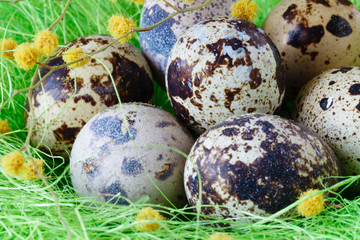 Wall Mural - Festive Easter nest with quail eggs