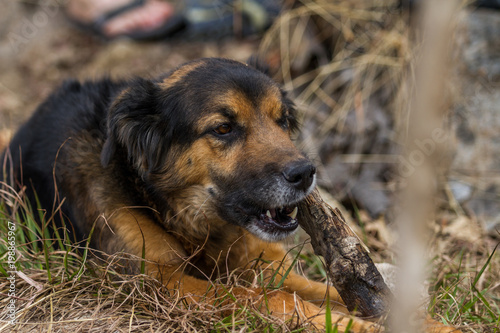 Closeup Shot Of Black And Brown Long Haired Dog Playing With A