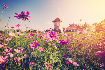 Wall Mural - field cosmos flowre and sunset with vintage tone.