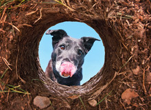 Cute Black Lab Looking Into A Hole In Dirt Licking Her Face With Blue Sky Above