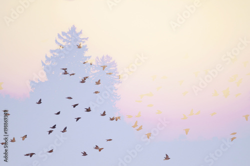Fotografie, Obraz double exposure of a flock of cedar and bohemian waxwings flying by pine trees t