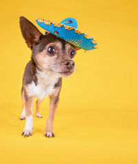 Wall Mural - studio shot of a cute chihuahua with a sombrero hat on isolated on a yellow background