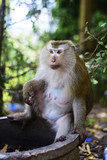 Fototapeta  - Mom Macaca Monkey at the waterhole