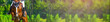 Horizontal photo banner for website header design. Sorrel horse and rider in uniform during showjumping competition. Blur green trees and sun rays as background. Copy space for your text. 