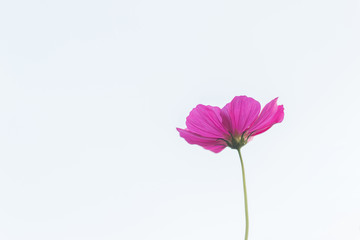 Wall Mural - Beautiful purple cosmos flower in garden