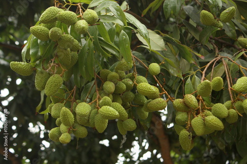 Fresh Lychee On Tree In Lychee Orchard Fresh Green Lychee In A