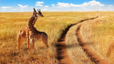 Fototapeta Zwierzęta - Group of giraffes in the Serengeti National Park near the road.  African safari.