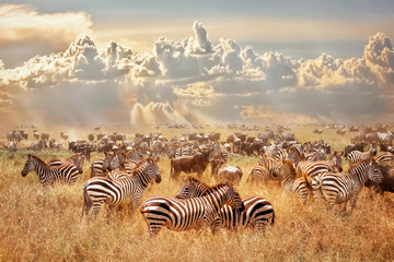 Wall Mural - african wild zebras and wildebeest in the african savanna against a background of cumulus thunderclo