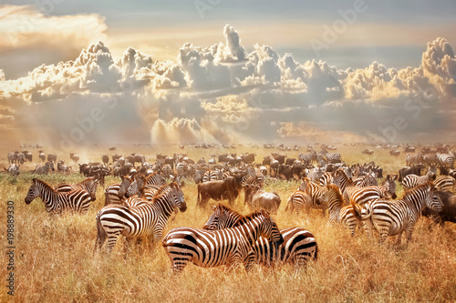 Plakat na zamówienie African wild zebras and wildebeest in the African savanna against a background of cumulus thunderclouds and the setting sun. Wild nature of Tanzania. Artistic natural image.