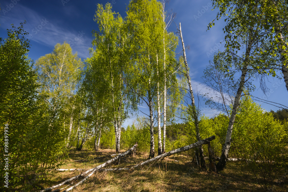 Spring birch forest. - obrazy, fototapety, plakaty 