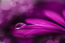 Pink Flower In The Water Drop