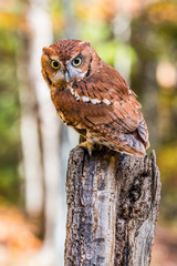 Wall Mural - Eastern Screech Owl