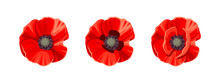 Three Vector Red Poppies Isolated On A White Background.