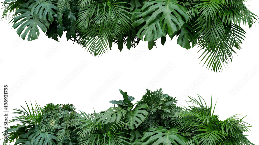 Tropical leaves foliage plant bush floral arrangement nature backdrop isolated on white background, clipping path included. - obrazy, fototapety, plakaty 