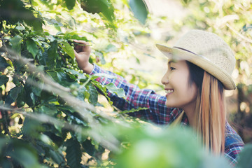 Wall Mural - Beautiful woman is harvesting coffee berries in coffee farm.