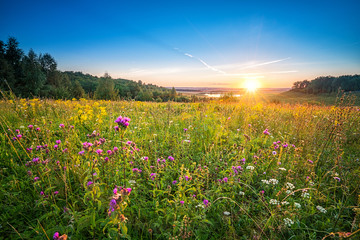 beautiful sunset over wild flowers in a countryside