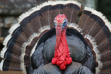 Bronze Turkey In The Farm In Belize