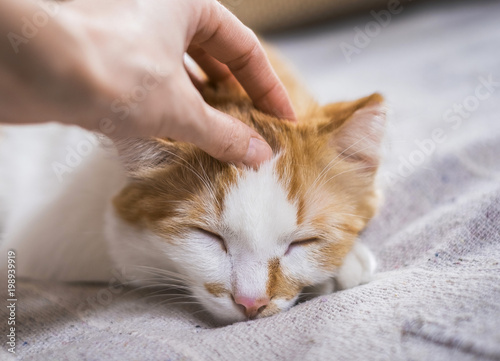 Fotomural woman hand petting cute orange and white cat