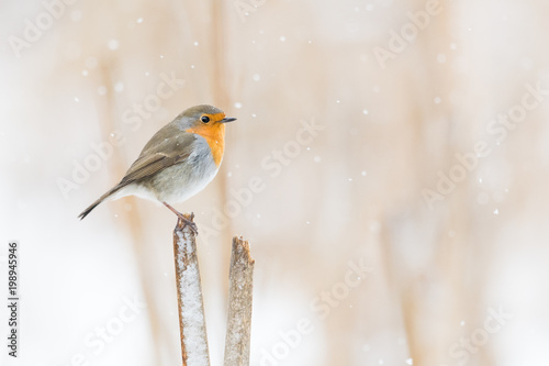 Cuadros en Lienzo Rotkehlchen auf einem Schilfansitz im Winter