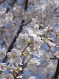 Fototapeta Kwiaty - 満開の桜