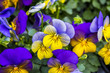 Two-colored pansies violet with yellow close-up. Violets in the spring forest. Violet pansies in the summer garden. Floral background of lilac pansies and green leaves. 