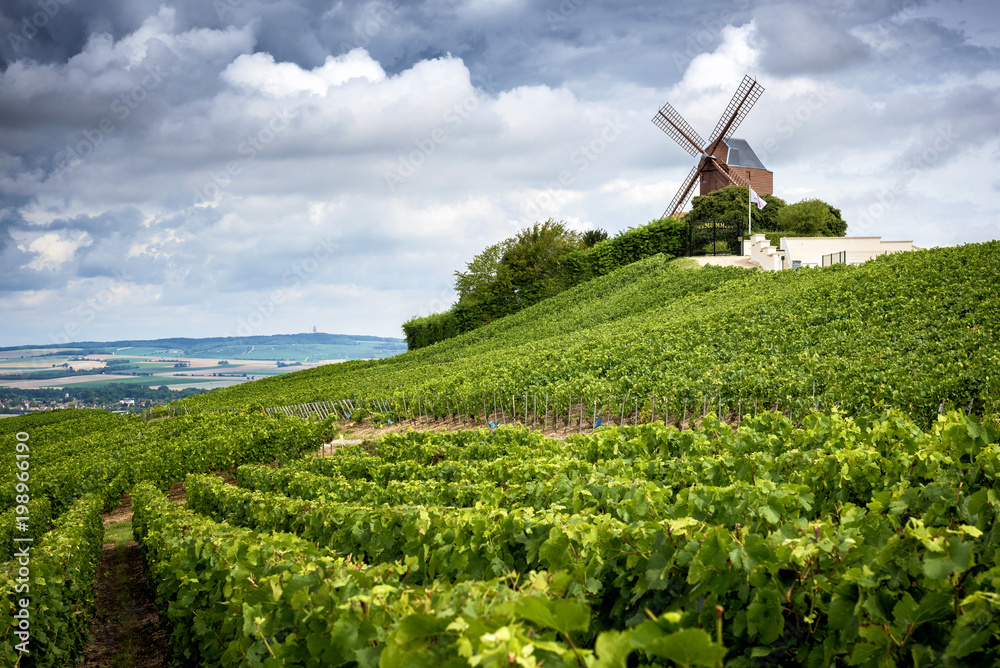 Champagne. Vineyard and windmill Champagne Region near Vernezay France - obrazy, fototapety, plakaty 