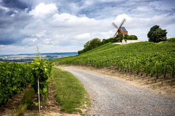 Wall Mural - Champagne. Vineyard and windmill Champagne Region near Vernezay France