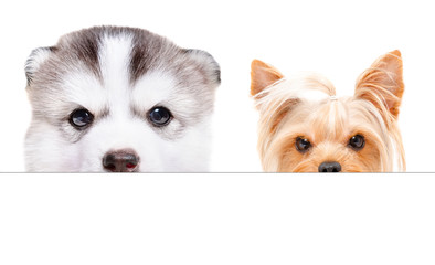 Wall Mural - Husky puppy and Yorkshire terrier peeking from behind a banner, isolated on white background