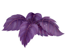 Illustration Of A Bundle Of Red Basil. Purple Leaves Isolated On White Background.