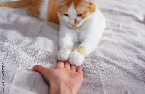 Cuadros en Lienzo Friendship between human and cat. Paws are on the hand.