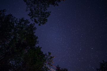 starry the sky in the forest among branches of trees