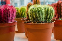 Colorful Little Cactuses In Pots