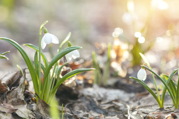 Wall Mural - sunrise sunset light on the white tender snowdrops in the spring forest