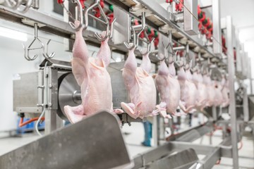 Automated equipment for chicken meat processing