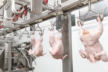 Wall Mural - Production of chicken meat on the production equipment